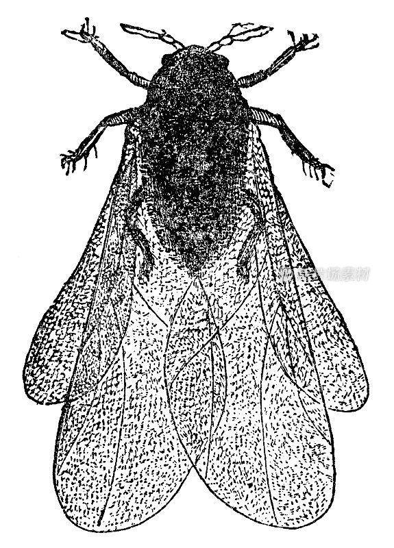 葡萄根瘤蚜成虫(Daktulosphaira Vitifoliae) - 19世纪